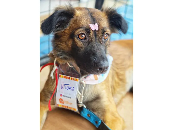 Cachorro ra a SRD-ViraLata idade 2 anos nome Vitória