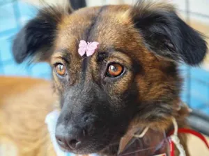 Cachorro raça SRD-ViraLata idade 2 anos nome Vitória