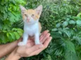 Gatos Fofos