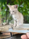 Gatos Fofos