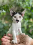 Gatos Fofos