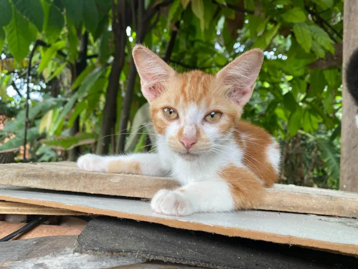 Gato ra a  idade 2 a 6 meses nome Gatos Fofos