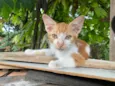 Gatos Fofos