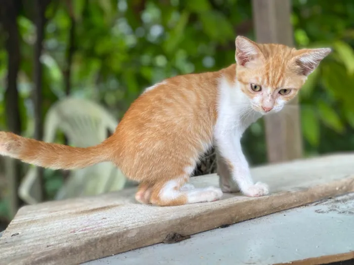 Gato ra a  idade 2 a 6 meses nome Gatos Fofos