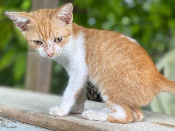 Gato ra a  idade 2 a 6 meses nome Gatos Fofos