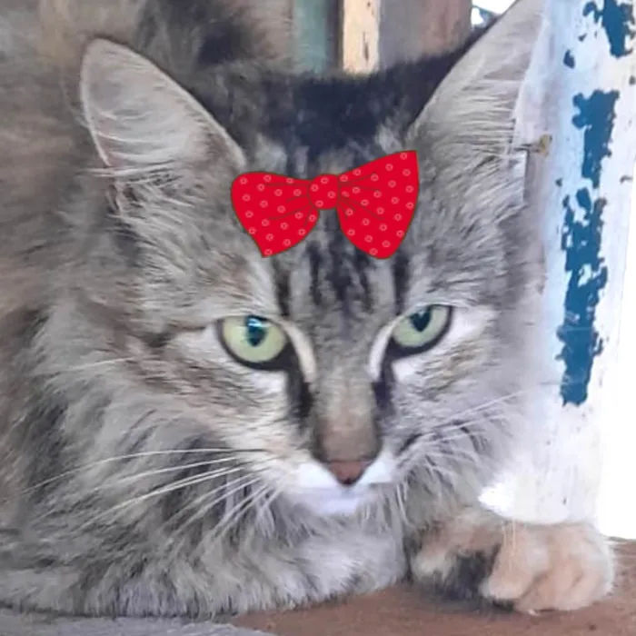 Gato ra a Mestica  idade 7 a 11 meses nome Charlotte 