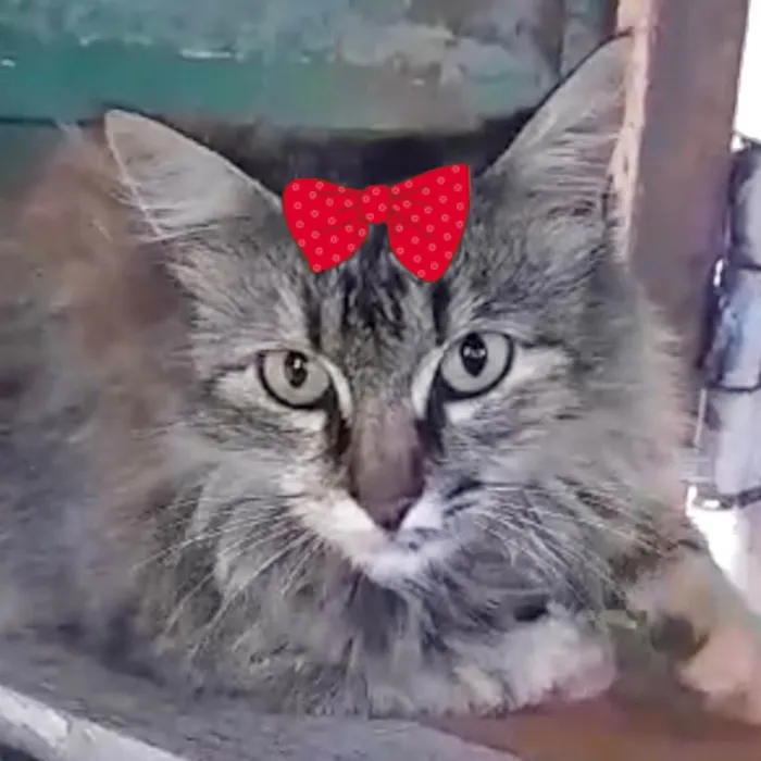 Gato ra a Mestica  idade 7 a 11 meses nome Charlotte 