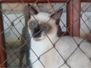 Gato raça srd idade 2 a 6 meses nome DUBAI