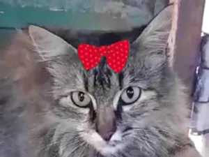 Gato raça Mestica  idade 7 a 11 meses nome Charlotte 