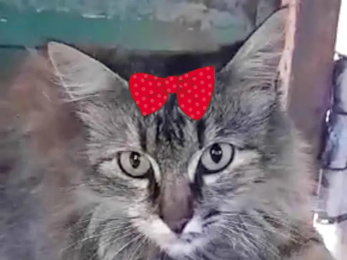 Gato ra a Mestica  idade 7 a 11 meses nome Charlotte 