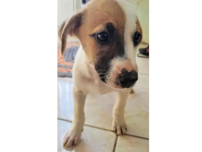 Cachorro ra a Vira lata idade 2 a 6 meses nome Sem nome