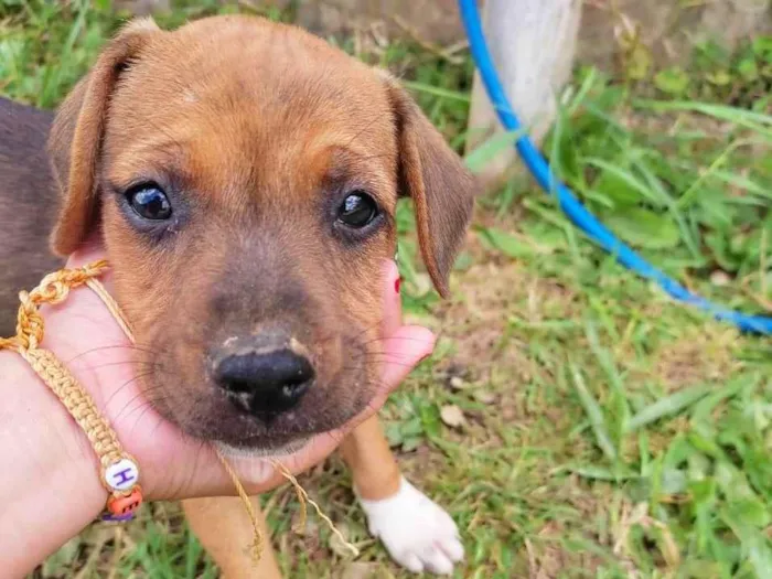 Cachorro ra a Vira lata idade 2 a 6 meses nome Sem nome