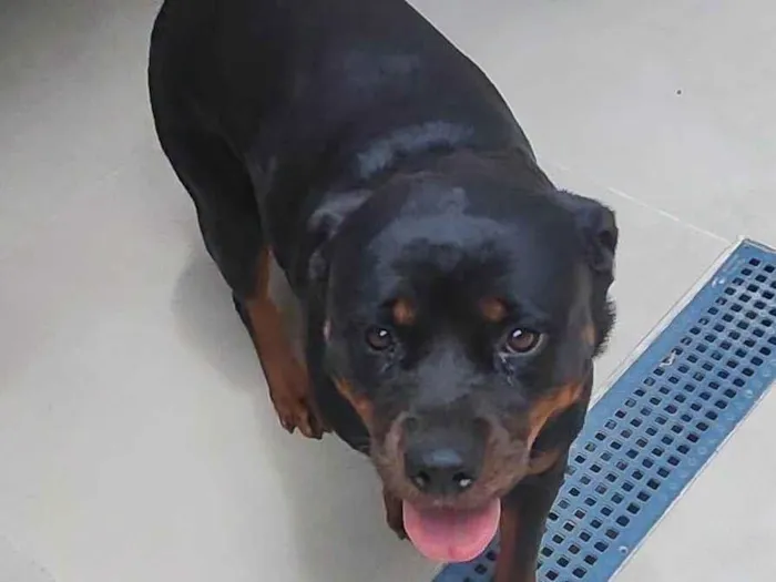 Cachorro ra a Rottweiler idade 1 ano nome Casal chamado Drop e Hare