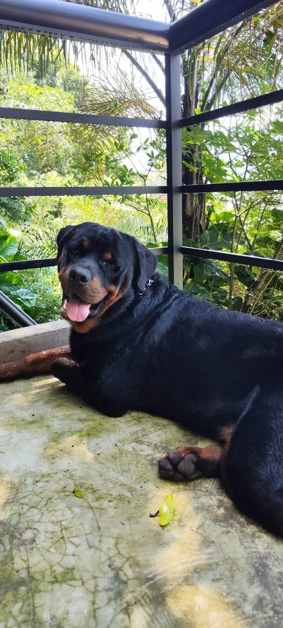 Cachorro ra a Rottweiler idade 1 ano nome Casal chamado Drop e Hare