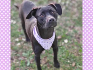 Cachorro raça SRD-ViraLata idade 1 ano nome OLINDA