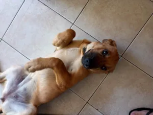 Cachorro raça SRD-ViraLata idade 2 anos nome Lola