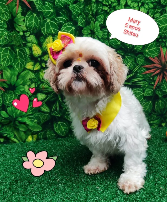 Cachorro ra a Shitzu idade 5 anos nome Mary