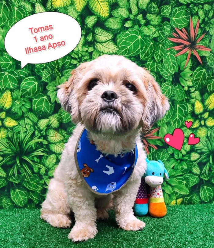 Cachorro ra a Shitzu idade 1 ano nome Tomás 