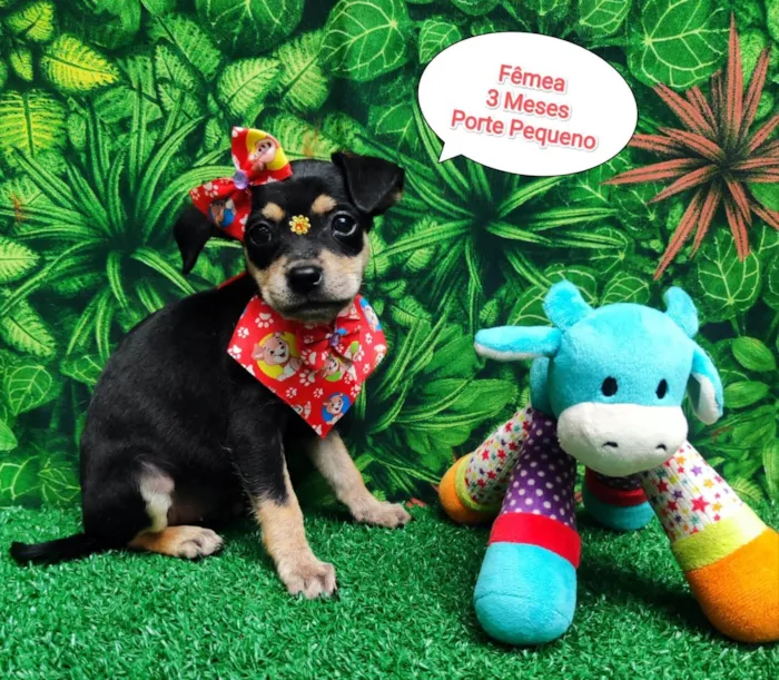 Cachorro ra a SRD-ViraLata idade 2 a 6 meses nome Luisa