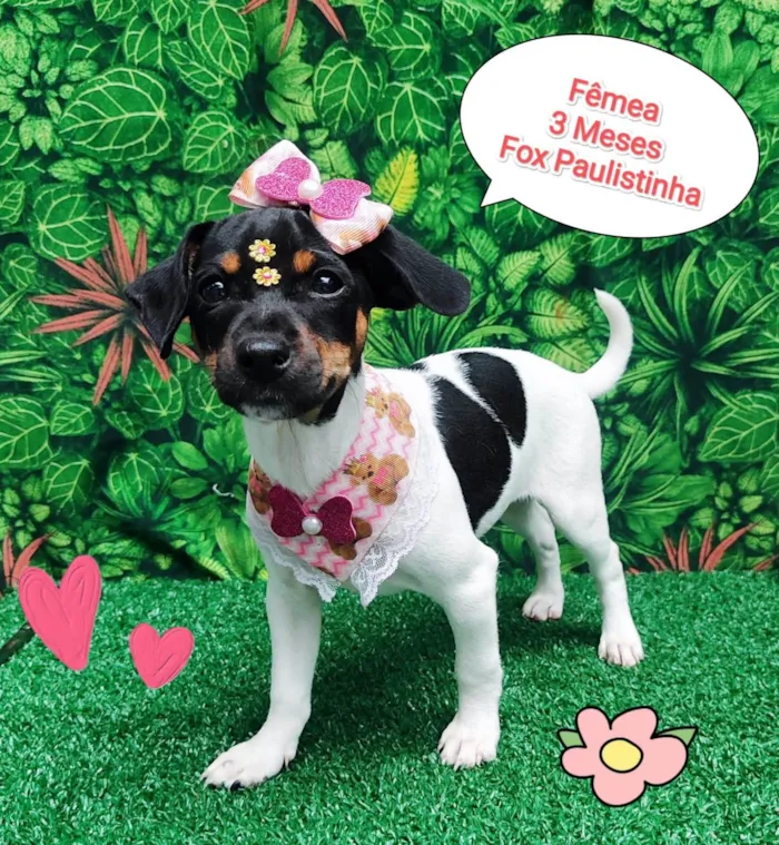 Cachorro ra a Fox paulistinha  idade 2 a 6 meses nome Lulu
