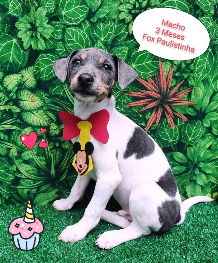 Cachorro ra a Fox paulistinha  idade 2 a 6 meses nome Lucas