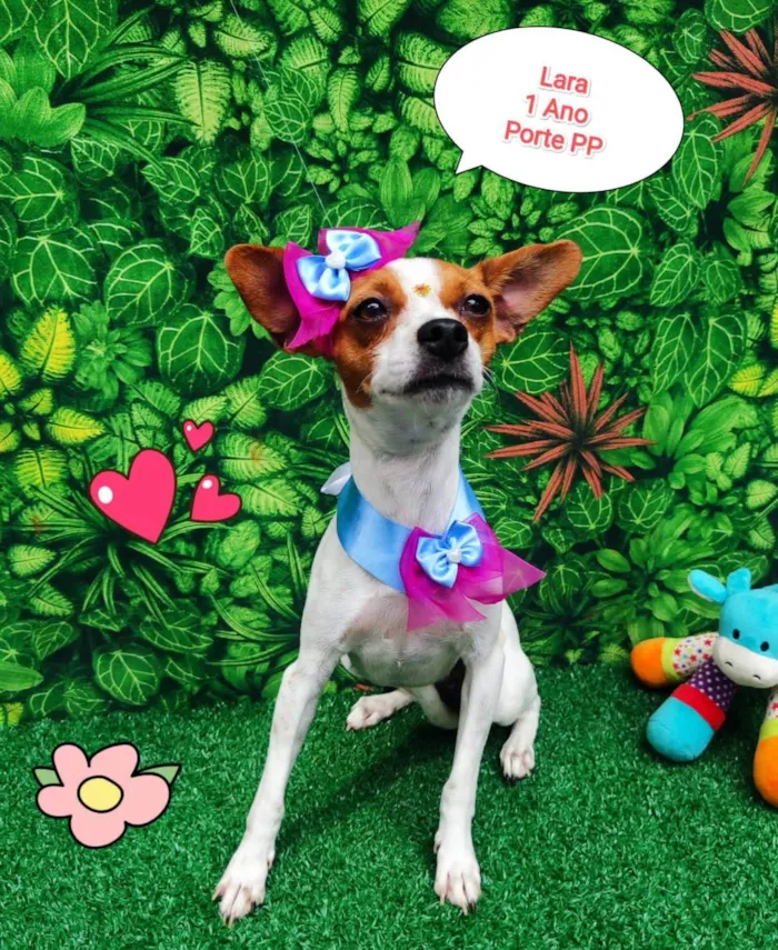 Cachorro ra a SRD-ViraLata idade 1 ano nome Lara