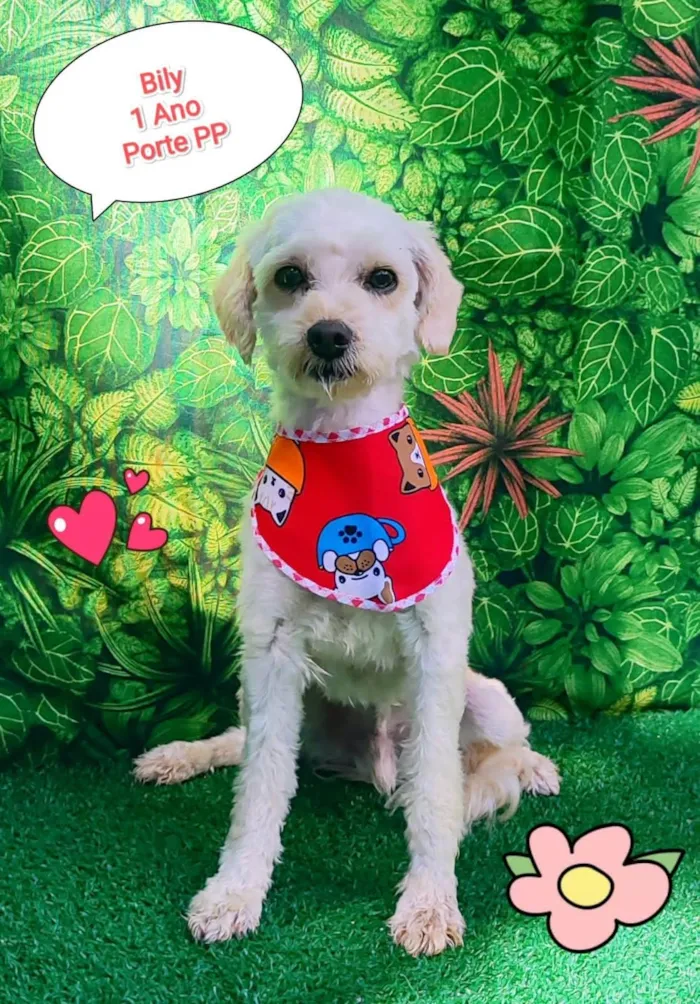 Cachorro ra a SRD-ViraLata idade 1 ano nome Bily