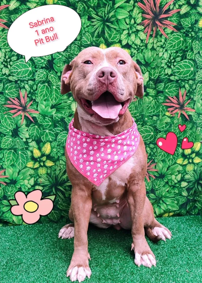 Cachorro ra a Pit-Bull idade 1 ano nome Sabrina