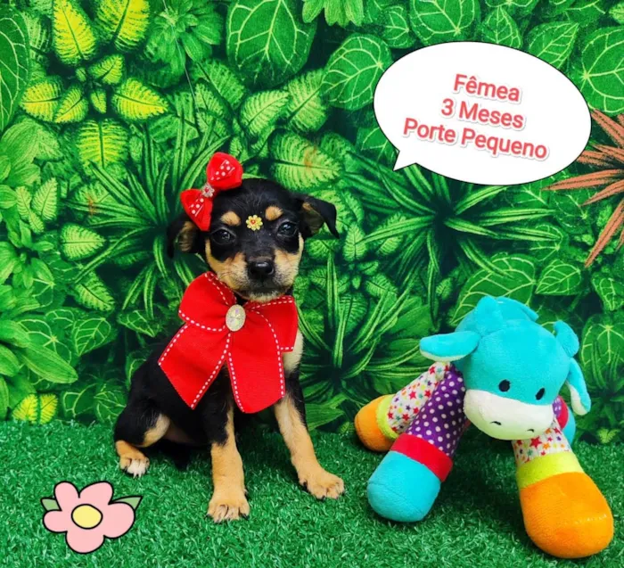 Cachorro ra a SRD-ViraLata idade 2 a 6 meses nome Filo