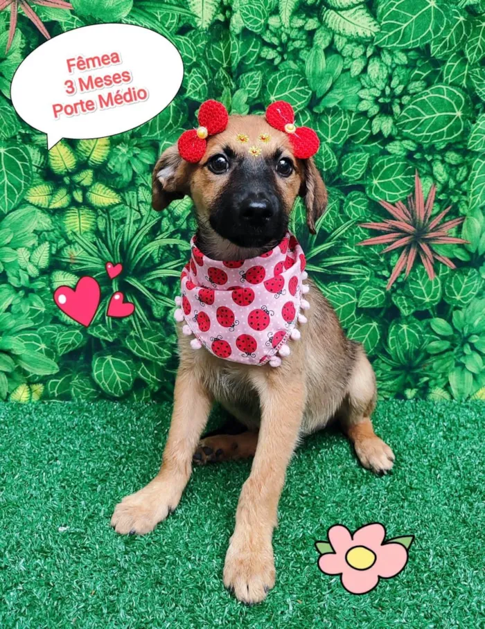 Cachorro ra a  idade 2 a 6 meses nome Tais