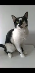CELINNA