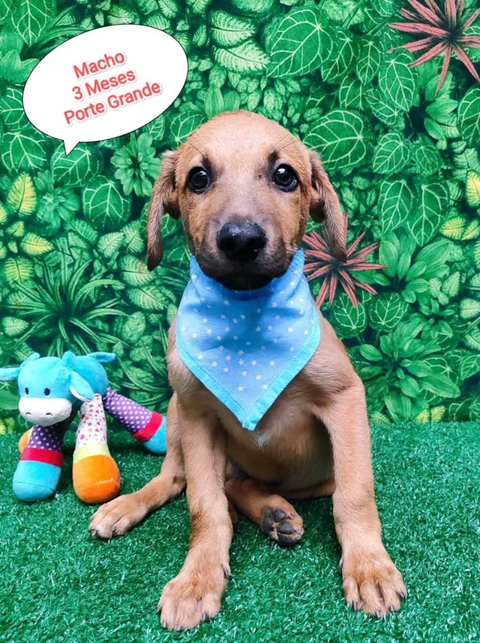 Cachorro ra a SRD-ViraLata idade 2 a 6 meses nome João 
