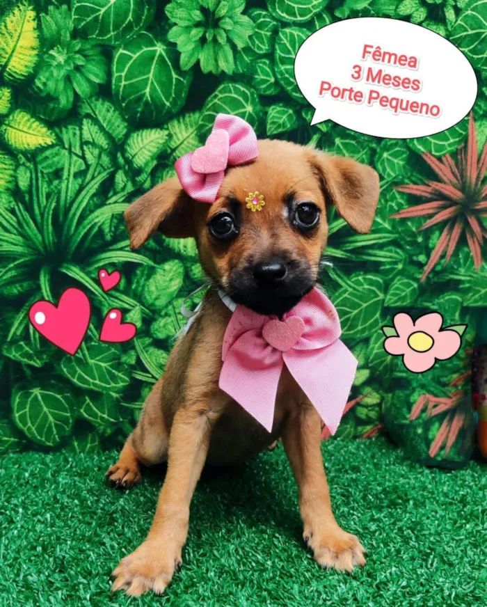 Cachorro ra a SRD-ViraLata idade 2 a 6 meses nome Larissa