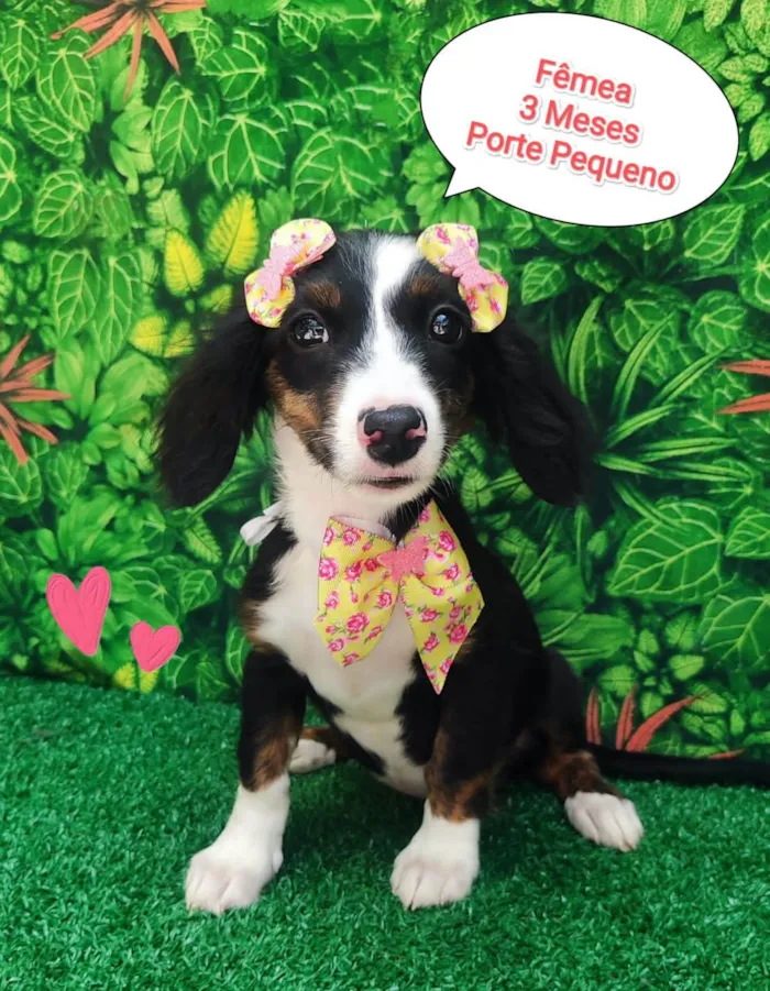 Cachorro ra a  idade 2 a 6 meses nome Luly