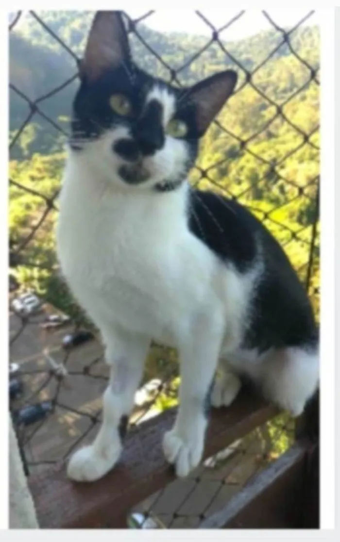 Gato ra a srd frajolinha idade 1 ano nome CELINNA