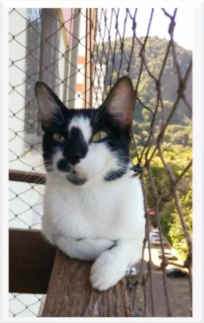 Gato ra a srd frajolinha idade 1 ano nome CELINNA