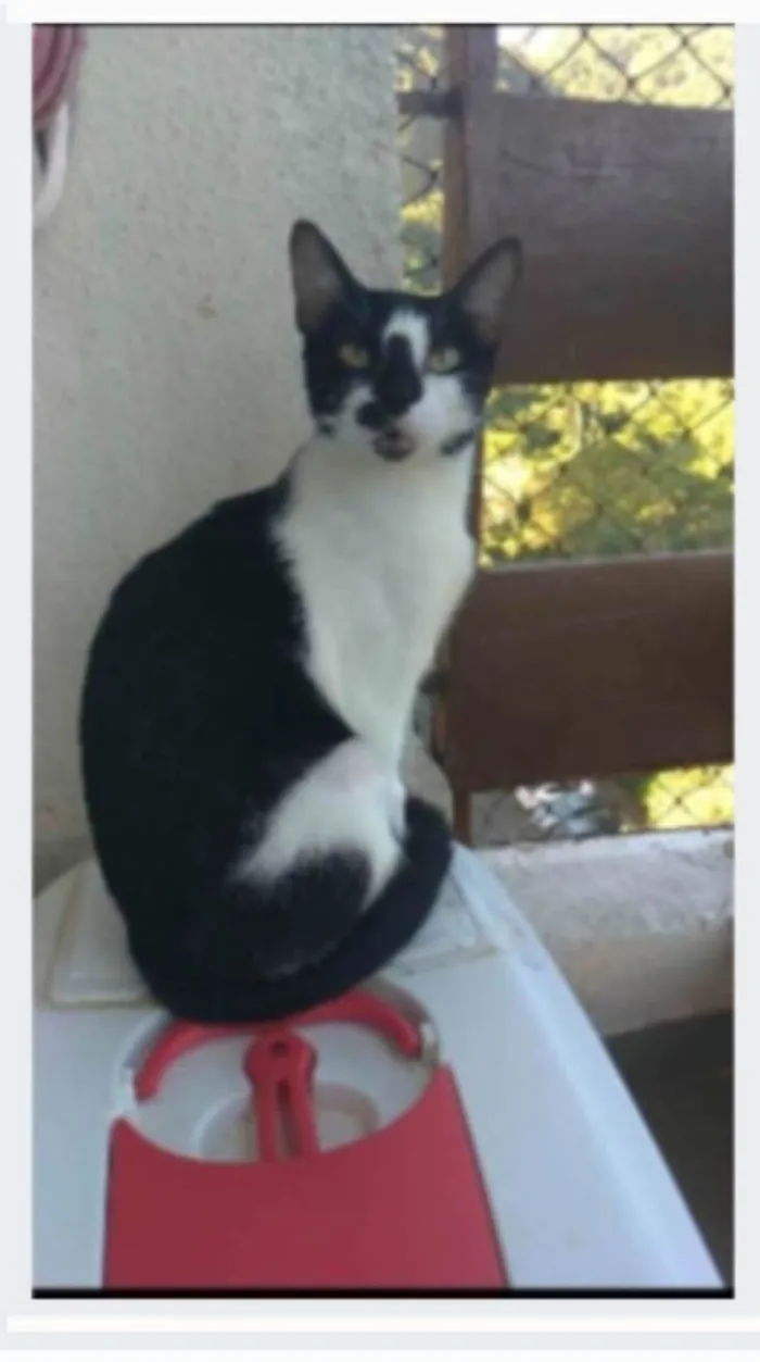 Gato ra a srd frajolinha idade 1 ano nome CELINNA