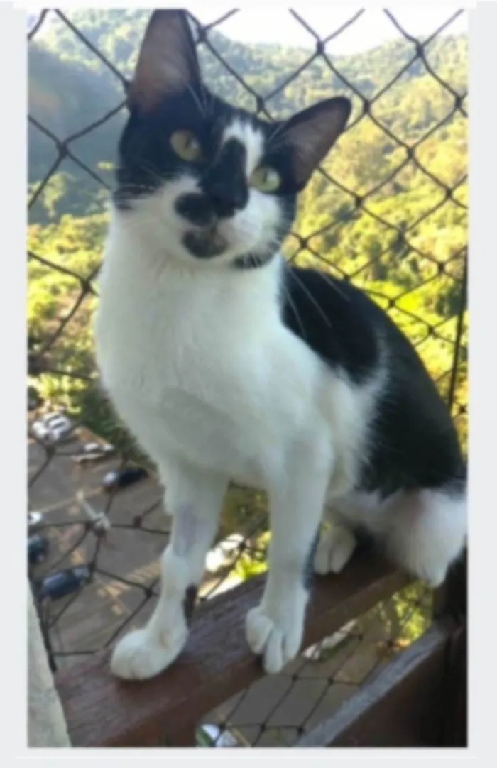 Gato ra a srd frajolinha idade 1 ano nome CELINNA