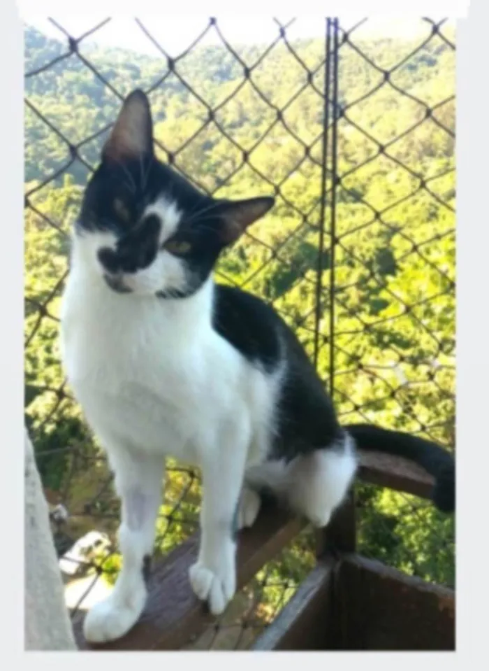 Gato ra a srd frajolinha idade 1 ano nome CELINNA