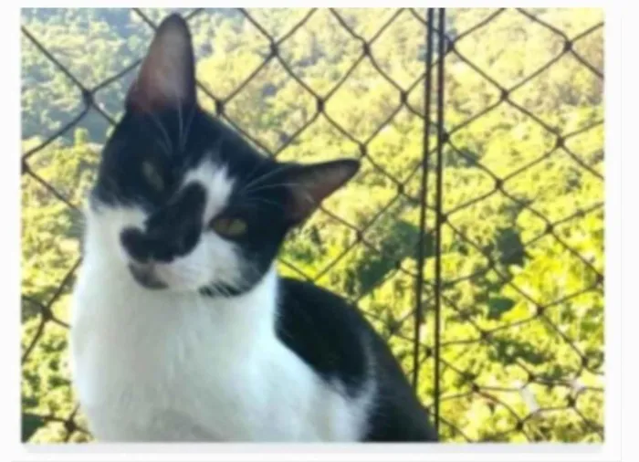 Gato ra a srd frajolinha idade 1 ano nome CELINNA