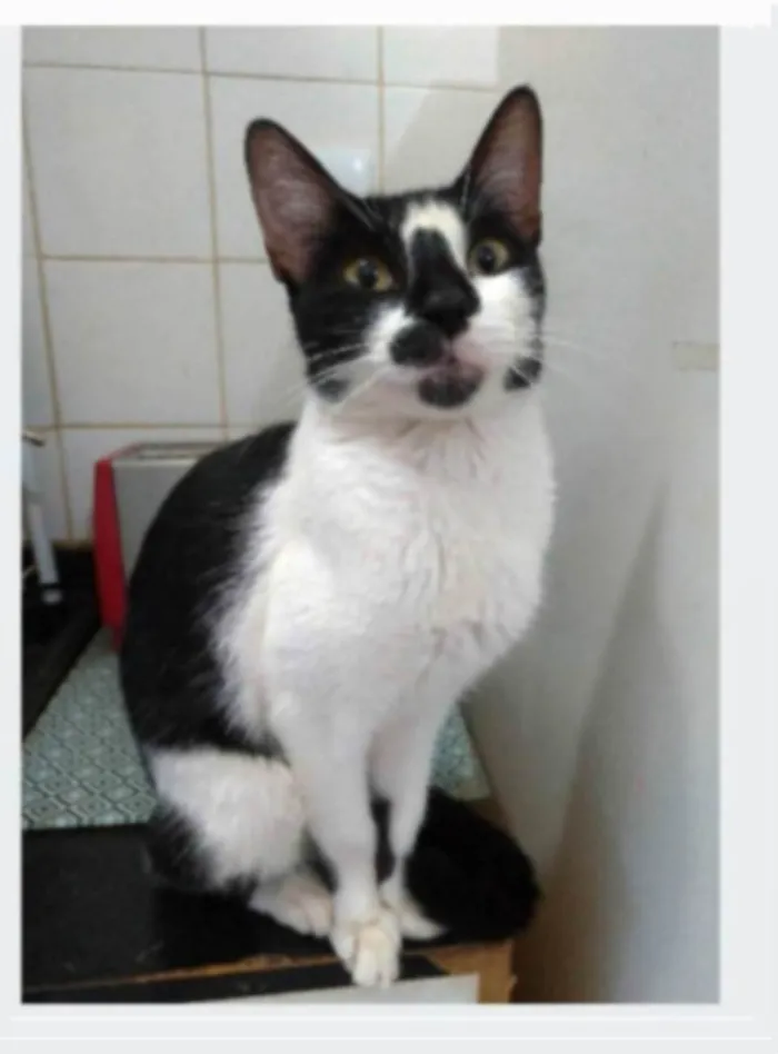 Gato ra a srd frajolinha idade 1 ano nome CELINNA