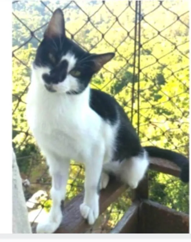 Gato ra a srd frajolinha idade 1 ano nome CELINNA