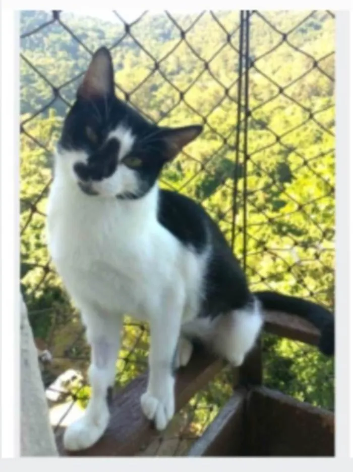 Gato ra a srd frajolinha idade 1 ano nome CELINNA