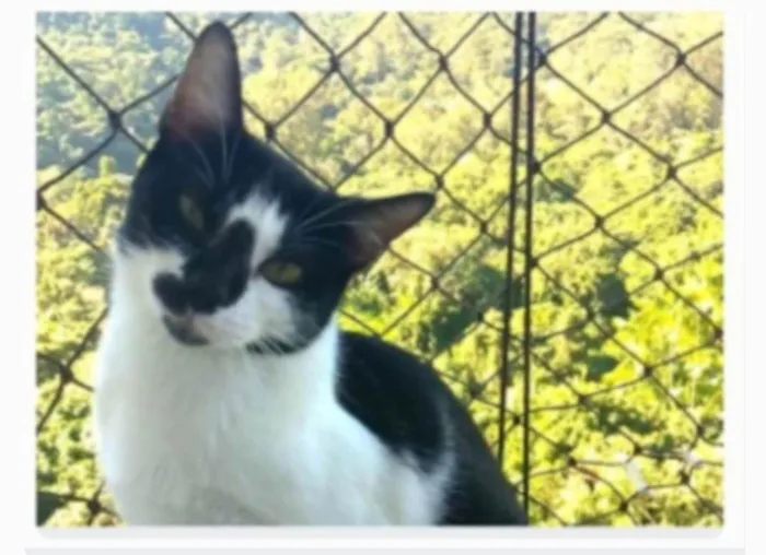 Gato ra a srd frajolinha idade 1 ano nome CELINNA
