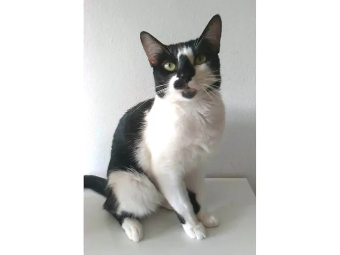 Gato ra a srd frajolinha idade 1 ano nome CELINNA