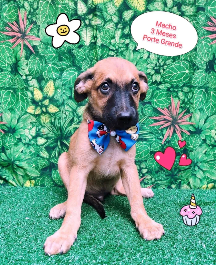 Cachorro ra a SRD-ViraLata idade 2 a 6 meses nome Luis