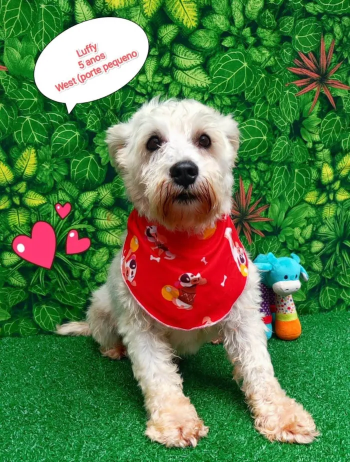 Cachorro ra a SRD-ViraLata idade 5 anos nome Luffy