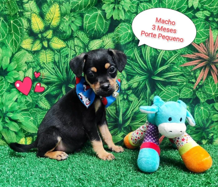 Cachorro ra a SRD-ViraLata idade 2 a 6 meses nome Rick