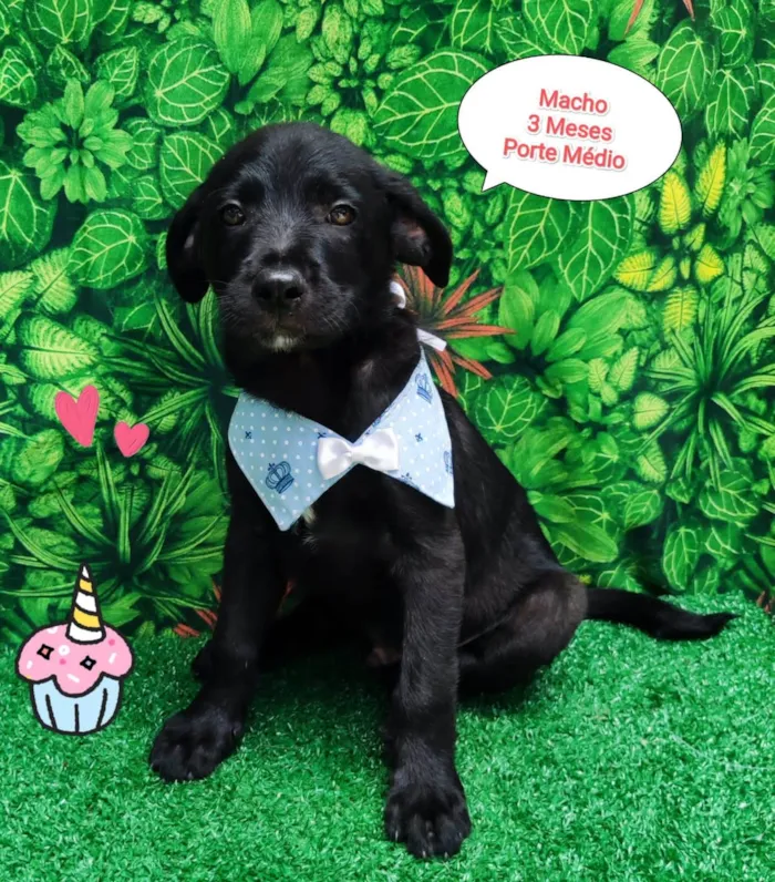 Cachorro ra a SRD-ViraLata idade 2 a 6 meses nome Thor