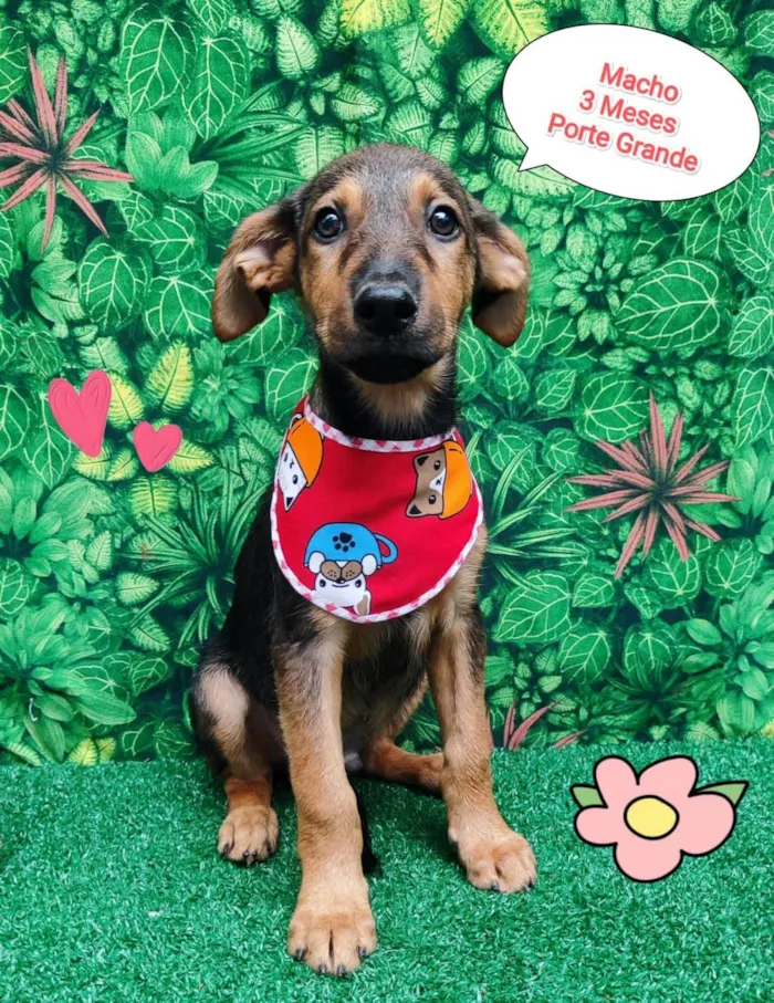Cachorro ra a SRD-ViraLata idade 2 a 6 meses nome Rei
